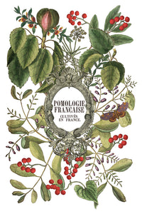 IOD Decor Transfer Clementine *Limited Edition*