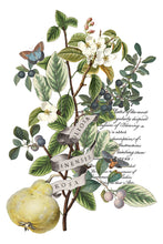 Load image into Gallery viewer, IOD Decor Transfer Clementine *Limited Edition*