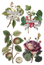 Load image into Gallery viewer, IOD Decor Transfer Clementine *Limited Edition*