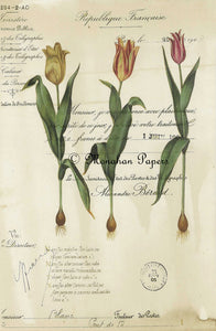 Monahan Botanical 3 Tulips Decoupage papers  11" x 17"