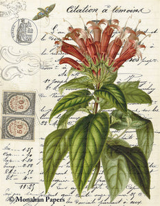 Monahan Botanical Citation a Temoins Decoupage papers 11" x 17"