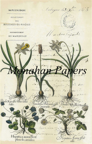 Monahan Botanical  2 Daffodils Decoupage papers 11