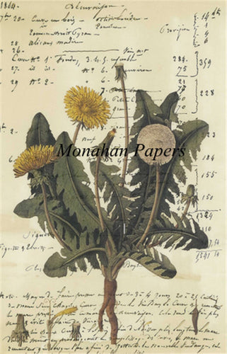 Monahan Botanical Dandelion Decoupage papers  11