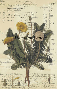 Monahan Botanical Dandelion Decoupage papers  11" x 17"