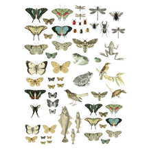 Load image into Gallery viewer, IOD Decor Transfer Entomology Etc.